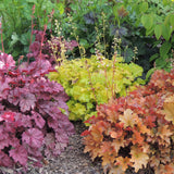 Heuchera - Mix