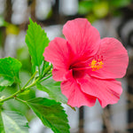 Hibiscus - Lucy - Syriacus Rubra