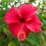 Hibiscus - Lucy - Syriacus Rubra
