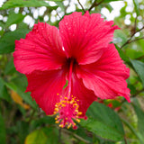 Hibiscus - Lucy - Syriacus Rubra
