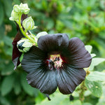 Hollyhock - Nigra