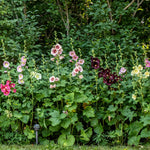 Hollyhock - Nigra