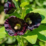 Hollyhock - Nigra