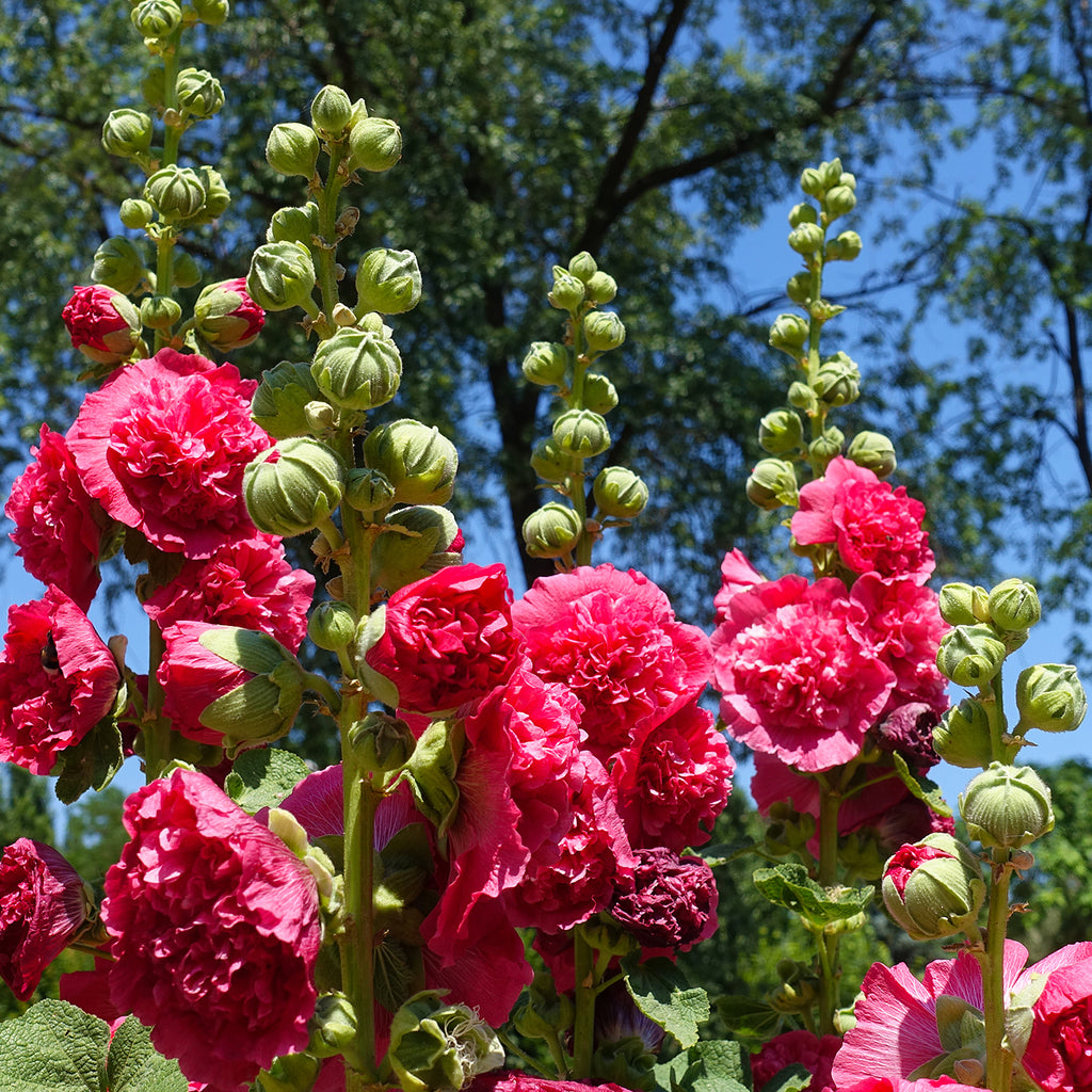 Alcea Tree Hollyhock - Alcea - Double Pink – Plantcetera