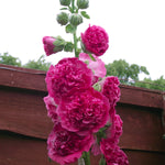 Hollyhock - Alcea - Double Pink