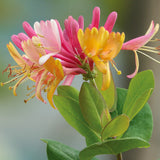 Honeysuckle - Pink