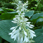 Hosta - Sieboldiana Elegans