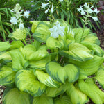 Hosta - Guacamole