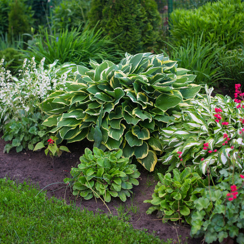 synet Stuepige vores Hostas - Premium Blend – Plantcetera