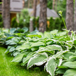 Color Your Garden Green - Collection