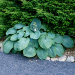 Hosta - Sieboldiana Elegans