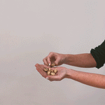 Deer Resistant Bulb Garden