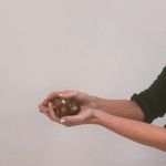 Narcissus - Avalanche - for Indoor Forcing