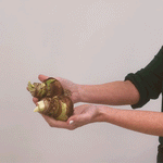 Amaryllis - Mix - for Indoor Potting