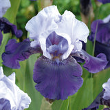 Bearded Iris - Best Bet
