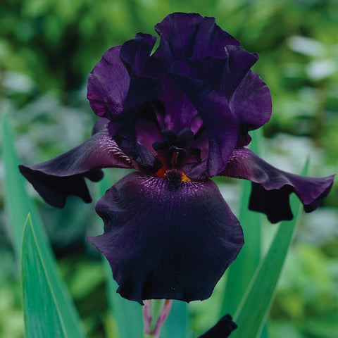 Bearded Iris - Superstition
