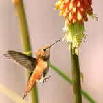 Kniphofia - Red Hot Poker