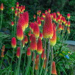 Gardening for Birds & Butterflies - Collection