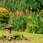 Kniphofia - Red Hot Poker