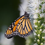 Liatris Spicata - White - Blazing Star