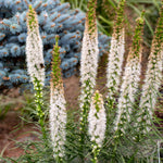 Liatris Spicata - White - Blazing Star