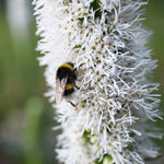 Liatris Spicata - White - Blazing Star