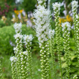 Liatris Spicata - White - Blazing Star