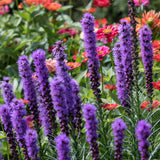 Liatris Spicata - Giant - Blazing Star