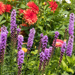 Liatris Spicata - Blazing Star