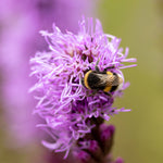 Liatris Spicata - Blazing Star