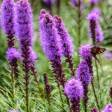 Liatris Spicata - Blazing Star