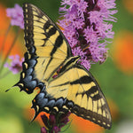Liatris Spicata - Blazing Star