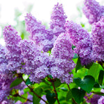 Lilac - Purple
