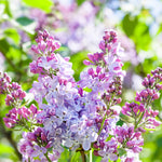 Lilac - Purple