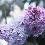 Lilac - Purple
