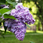 Lilac - Purple