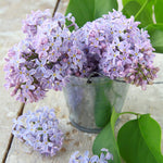 Lilac - Purple