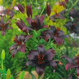 asiatic black lily bulbs Lily
