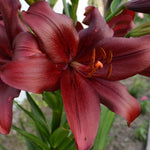 Lily - Asiatic - Black Jack