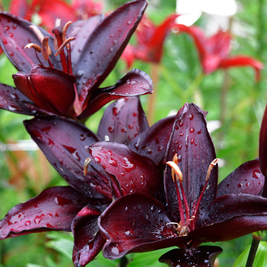 black asiatic lily bulbs Lily