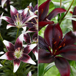 Lily - Asiatic - Day & Night Collection