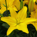 Lily - Asiatic - Easy Sun