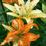 Lily - Asiatic Double Must See