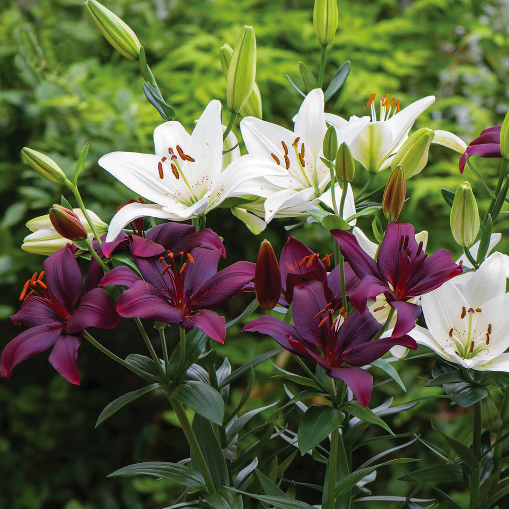 dark purple asiatic lily Lily