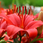 Color Your Garden Red - Collection