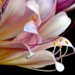 Lycoris - Squamigera