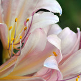 Lycoris - Squamigera