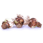 Amaryllis - Exotic Collection
