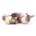 Amaryllis - Apple Blossom - Kit - with Ceramic French Vanilla Planter