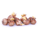 Crocus & Scilla - Blue Artisan Bulb Blend